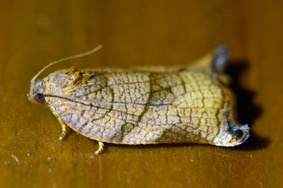 <i>Archips podana</i>