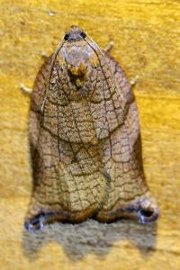 <i>Archips podana</i>