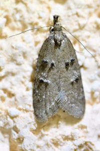 <i>Luquetia lobella</i>