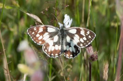 <i>Melanargia galathea</i>
