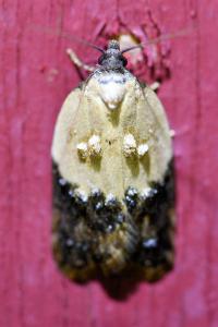 <i>Acleris variegana</i>
