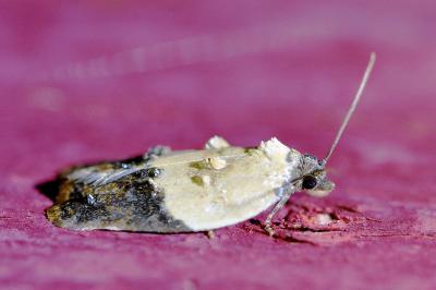 <i>Acleris variegana</i>