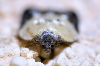 <i>Acleris variegana</i>