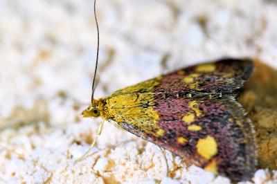 <i>Pyrausta aurata</i>