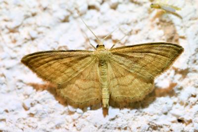 <i>Idaea ochrata</i>
