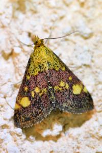 <i>Pyrausta aurata</i>
