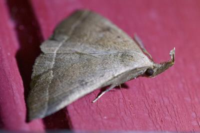 <i>Polypogon plumigeralis</i>