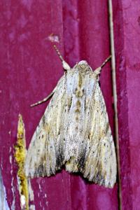 <i>Apamea lithoxylaea</i>