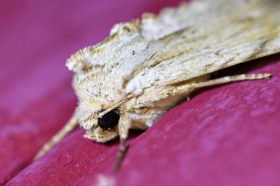 <i>Apamea lithoxylaea</i>