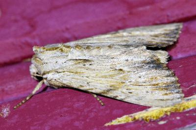<i>Apamea lithoxylaea</i>