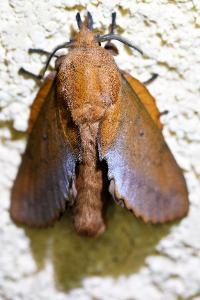 <i>Gastropacha quercifolia</i>