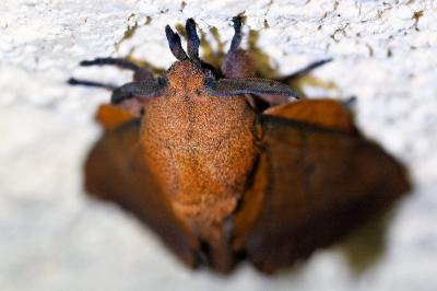 <i>Gastropacha quercifolia</i>