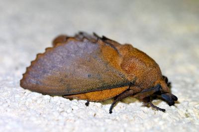 <i>Gastropacha quercifolia</i>