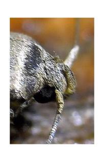 <i>Blastobasis</i>