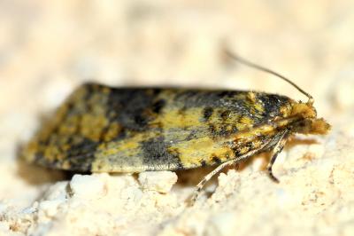 <i>Epagoge grotiana</i>