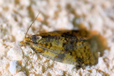 <i>Epagoge grotiana</i>