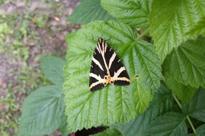 <i>Euplagia quadripunctaria</i>