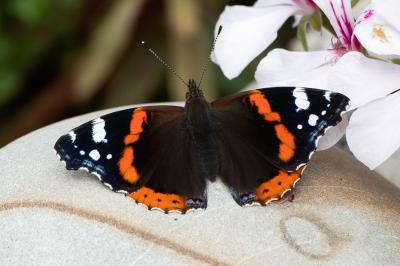 <i>Vanessa atalanta</i>
