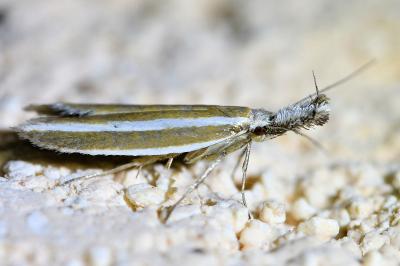 <i>Pleurota aristella</i>