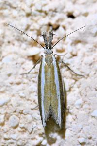 <i>Pleurota aristella</i>