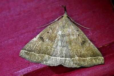 <i>Polypogon plumigeralis</i>