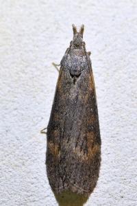<i>Lamoria anella</i>