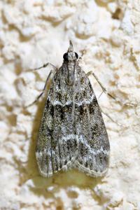 <i>Scoparia pyralella</i>