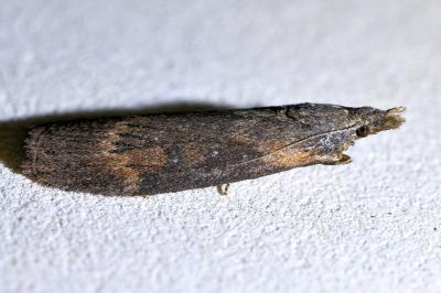 <i>Lamoria anella</i>