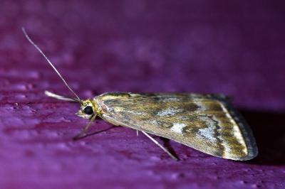 <i>Loxostege sticticalis</i>