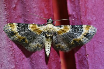 <i>Eupithecia linariata</i>