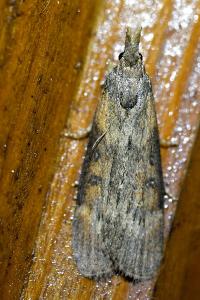 <i>Lamoria anella</i>