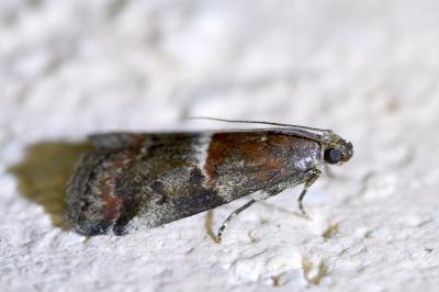 <i>Acrobasis marmorea</i>