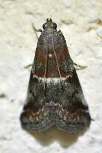 <i>Acrobasis marmorea</i>