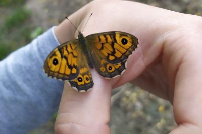 <i>Lasiommata megera</i>