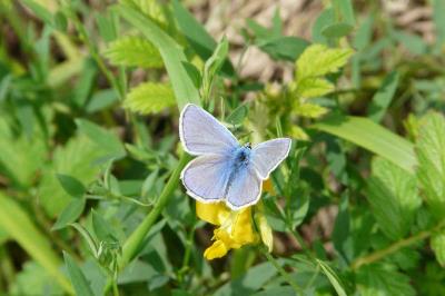 Polyommatus icarus