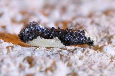 <i>Monopis monachella</i>