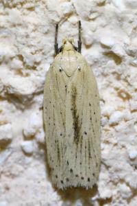 <i>Agonopterix pallorella</i>