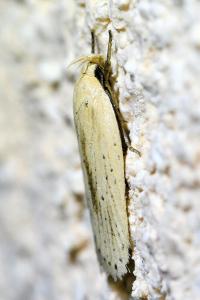 <i>Agonopterix pallorella</i>