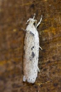 <i>Agonopterix yeatiana</i>