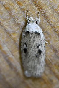 <i>Agonopterix yeatiana</i>