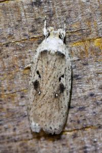 <i>Agonopterix yeatiana</i>