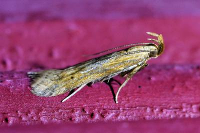 <i>Metzneria metzneriella</i>
