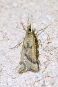 <i>Synaphe punctalis</i>
