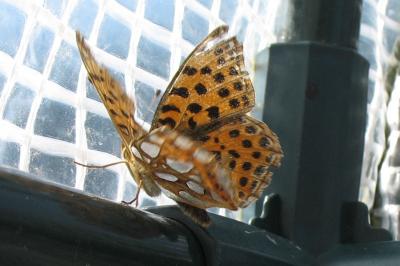 <i>Issoria lathonia</i>