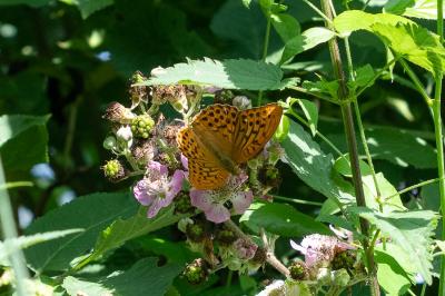 <i>Argynnis paphia</i>