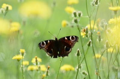 <i>Aglais io</i>