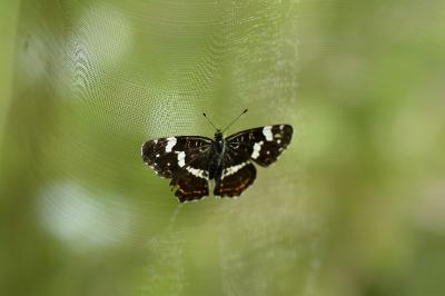 <i>Araschnia levana</i>