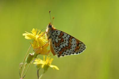 <i>Melitaea cinxia</i>