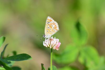 <i>Aricia agestis</i>