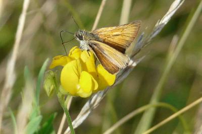 <i>Thymelicus sylvestris</i>